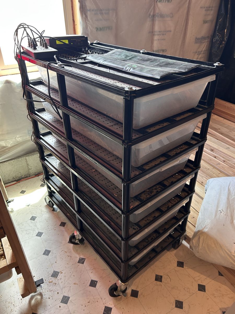Ball Python Breeding Complete Set-up, Includes 6 BALL PYTHONS