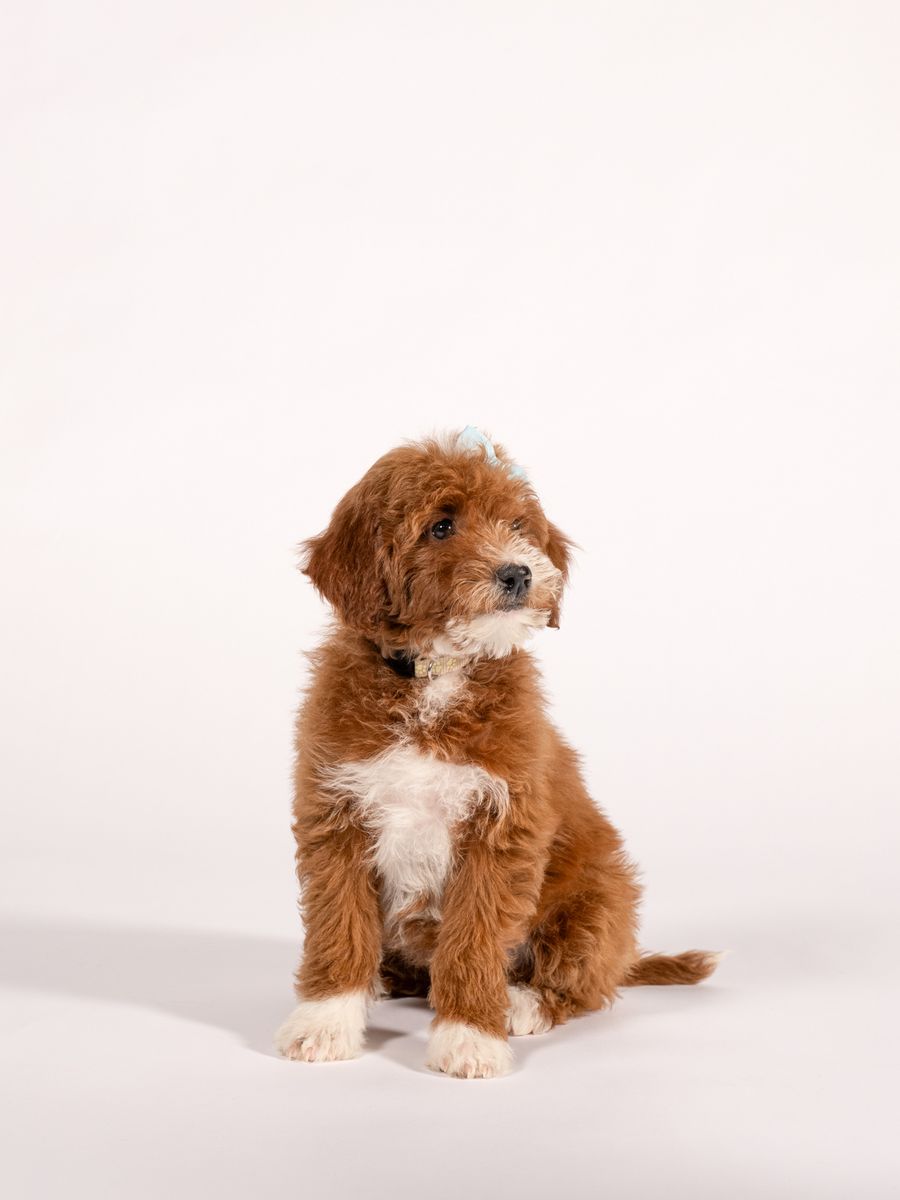 Goldendoodle Puppies