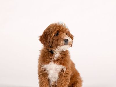 Goldendoodle Puppies