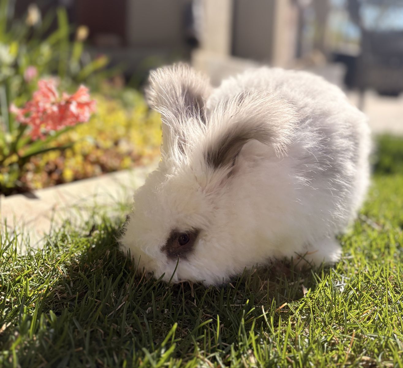 Looking for Pedigreed English Angora Bunnies