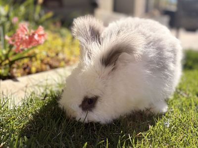 Looking for Pedigreed English Angora Bunnies
