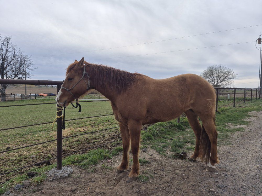 4 yr old AQHA Mare