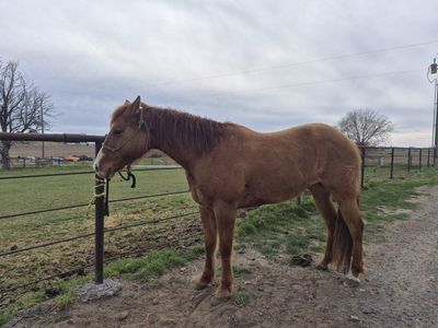 4 yr old AQHA Mare