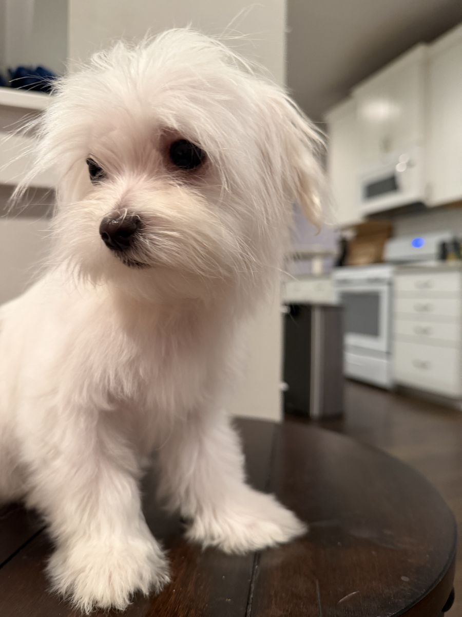 Male Maltese