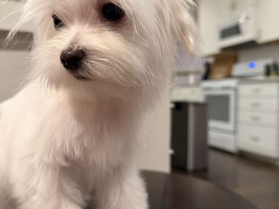 Male Maltese