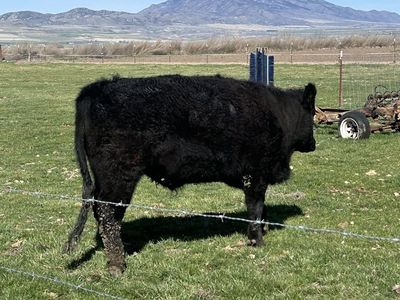 Angus steer