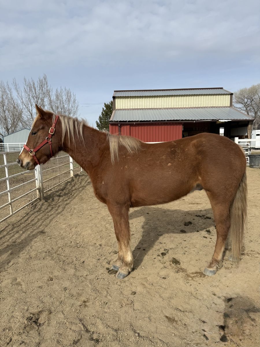 5 Year Old Gelding