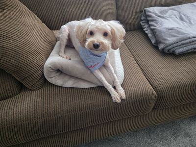 AKC Miniature Poodle