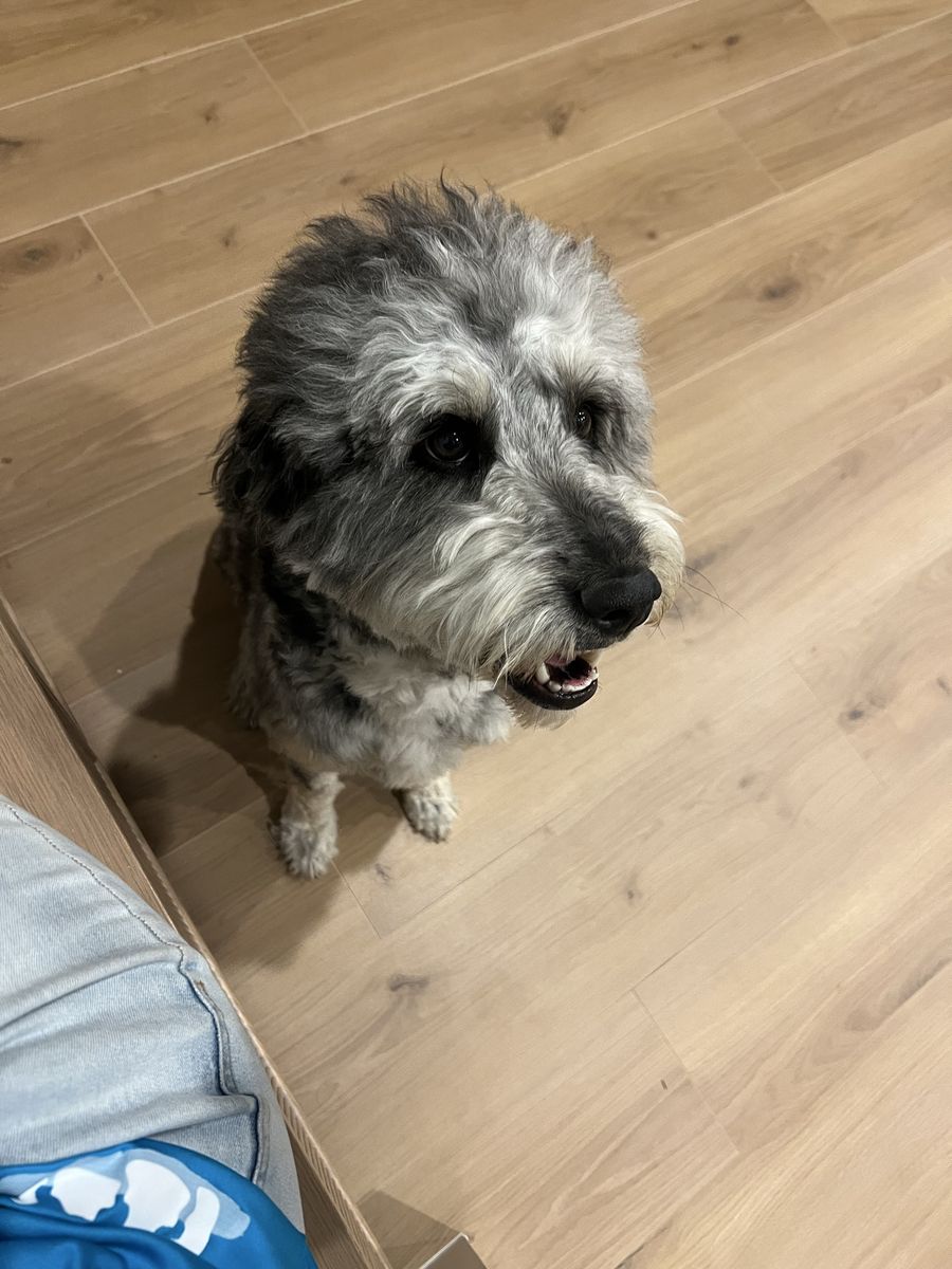 Nana Aussie doodle