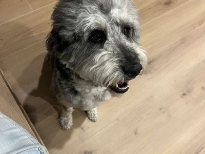 Nana Aussie doodle