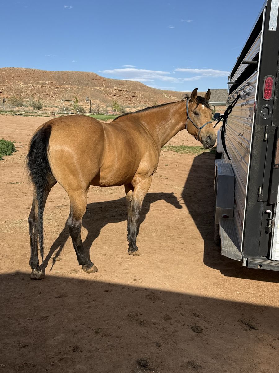Registered Quarter Horse Mare - Buckskin, Trail Ready, BIG MOTOR