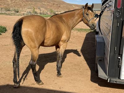 Registered Quarter Horse Mare - Buckskin, Trail Ready, BIG MOTOR