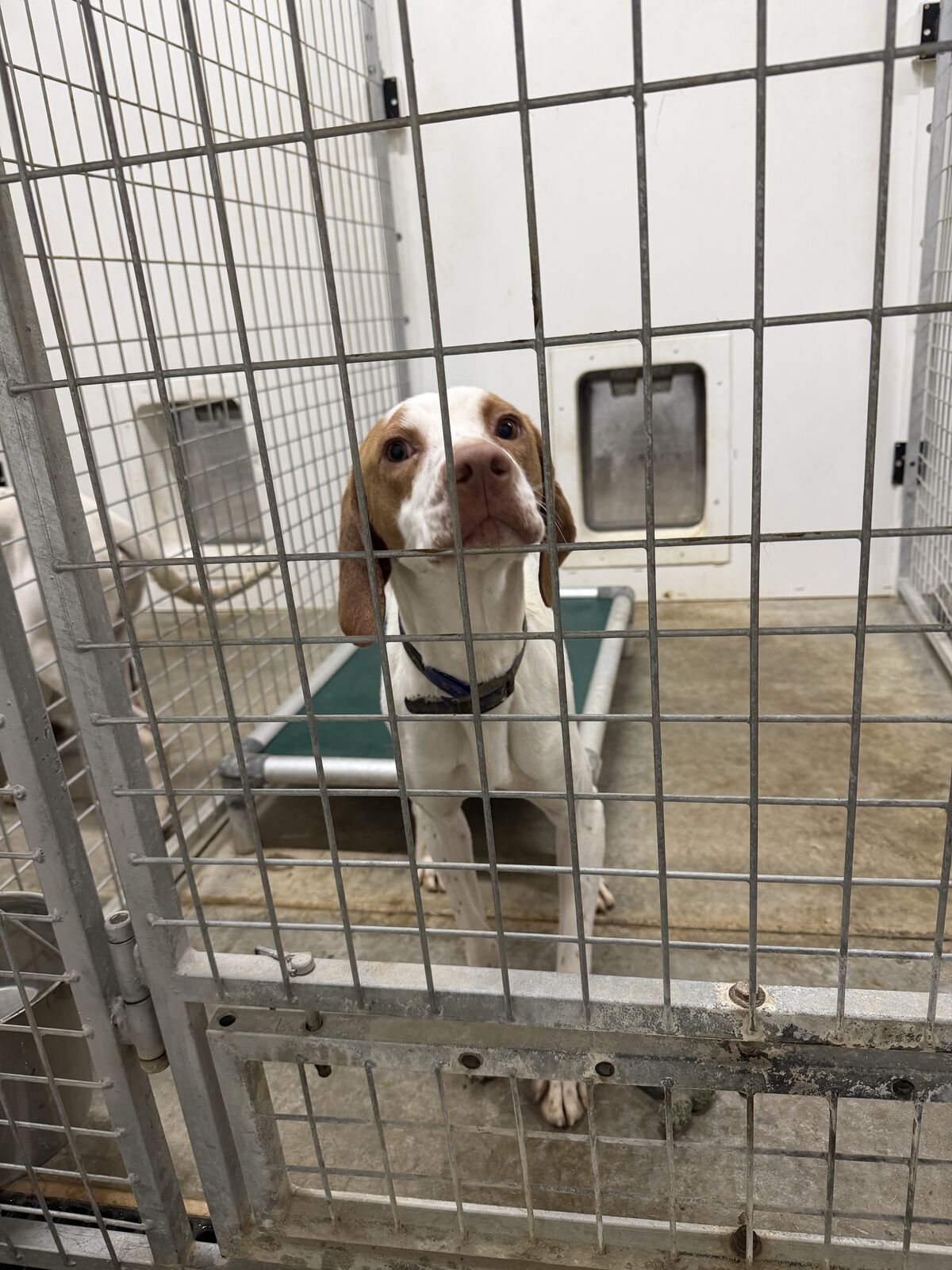1 year old male English Pointer