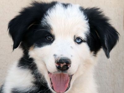 Ready Now - Australian Shepherd/Border Collie Mix Puppies (Only 4 Left!)