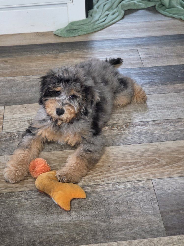Mutigenerational Mini Bernedoodle