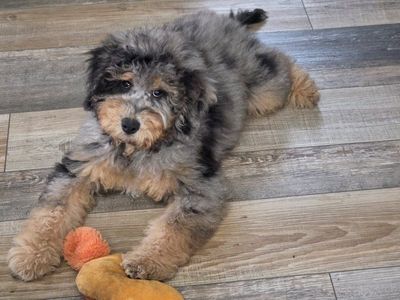 Mutigenerational Mini Bernedoodle