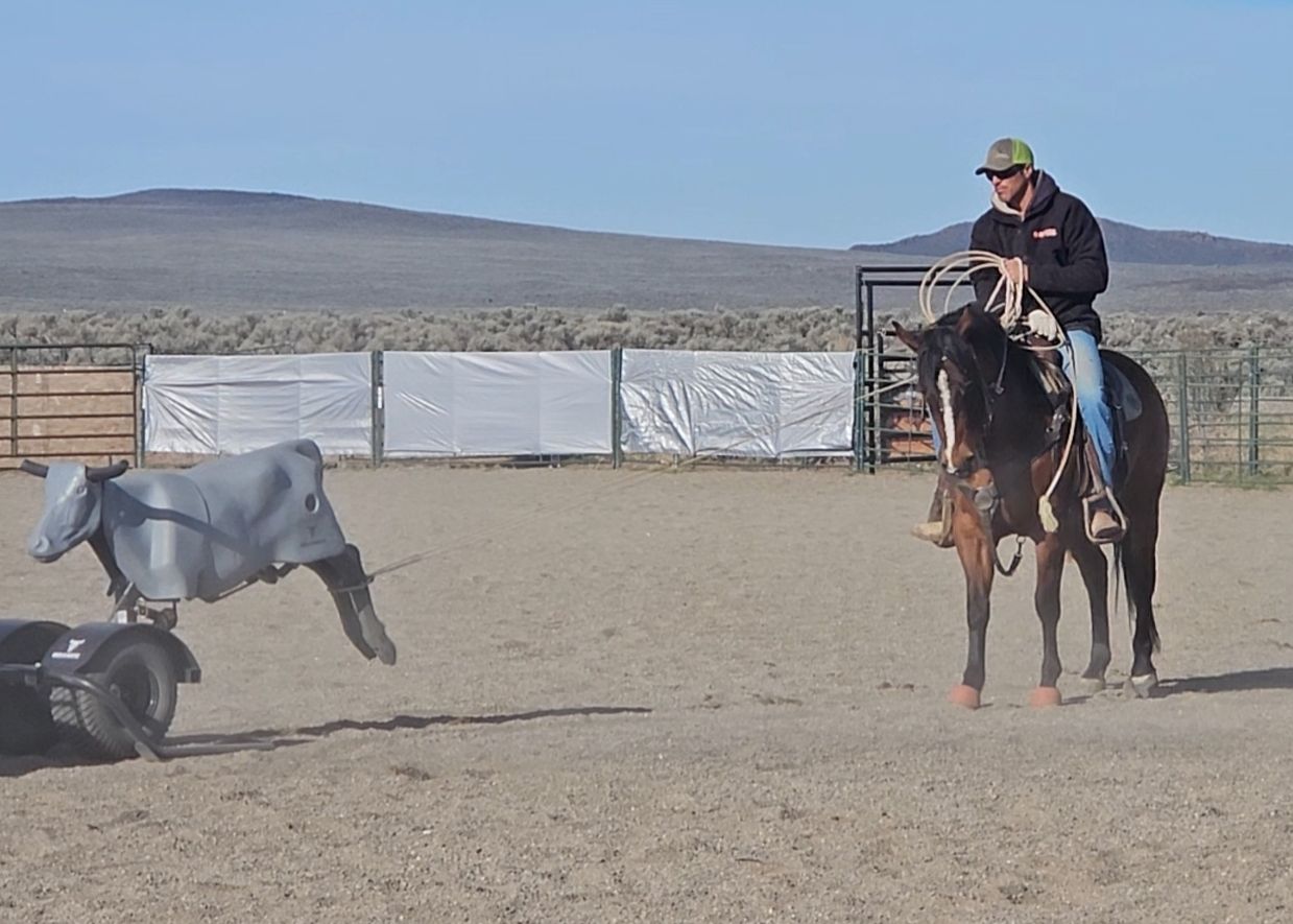 4 yr.old bay mare playgun bred