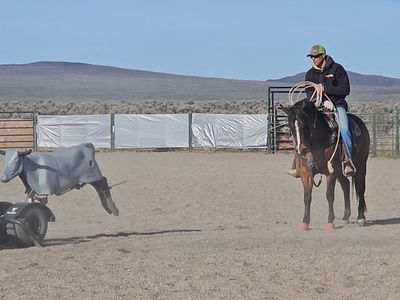 4 yr.old bay mare playgun bred