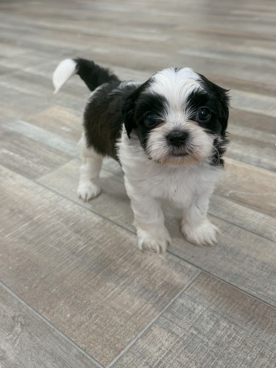 Purebred Imperial Shih Tzu Puppies