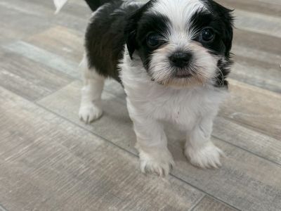 Purebred Imperial Shih Tzu Puppies