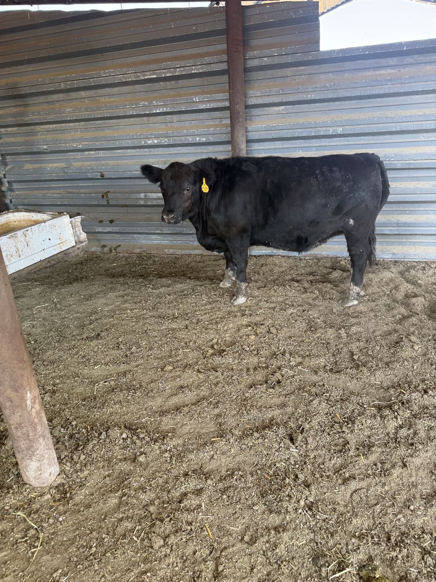 Angus Steer
