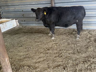 Angus Steer