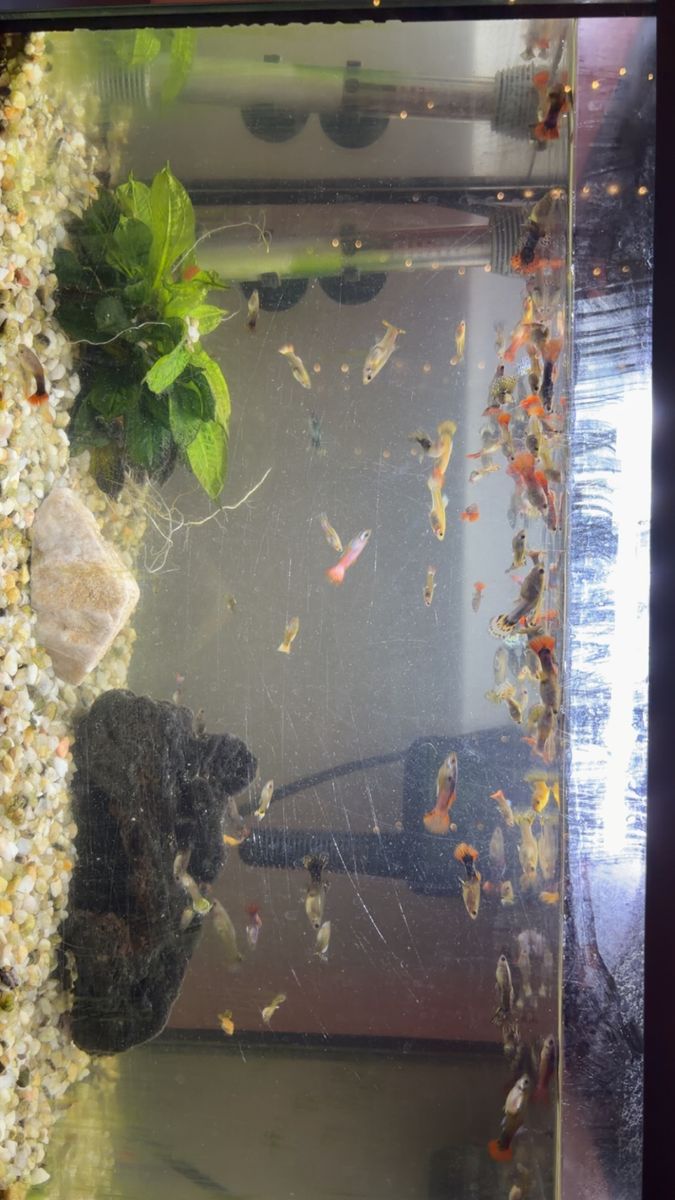 Mixed guppies