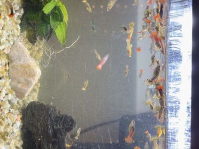 Mixed guppies
