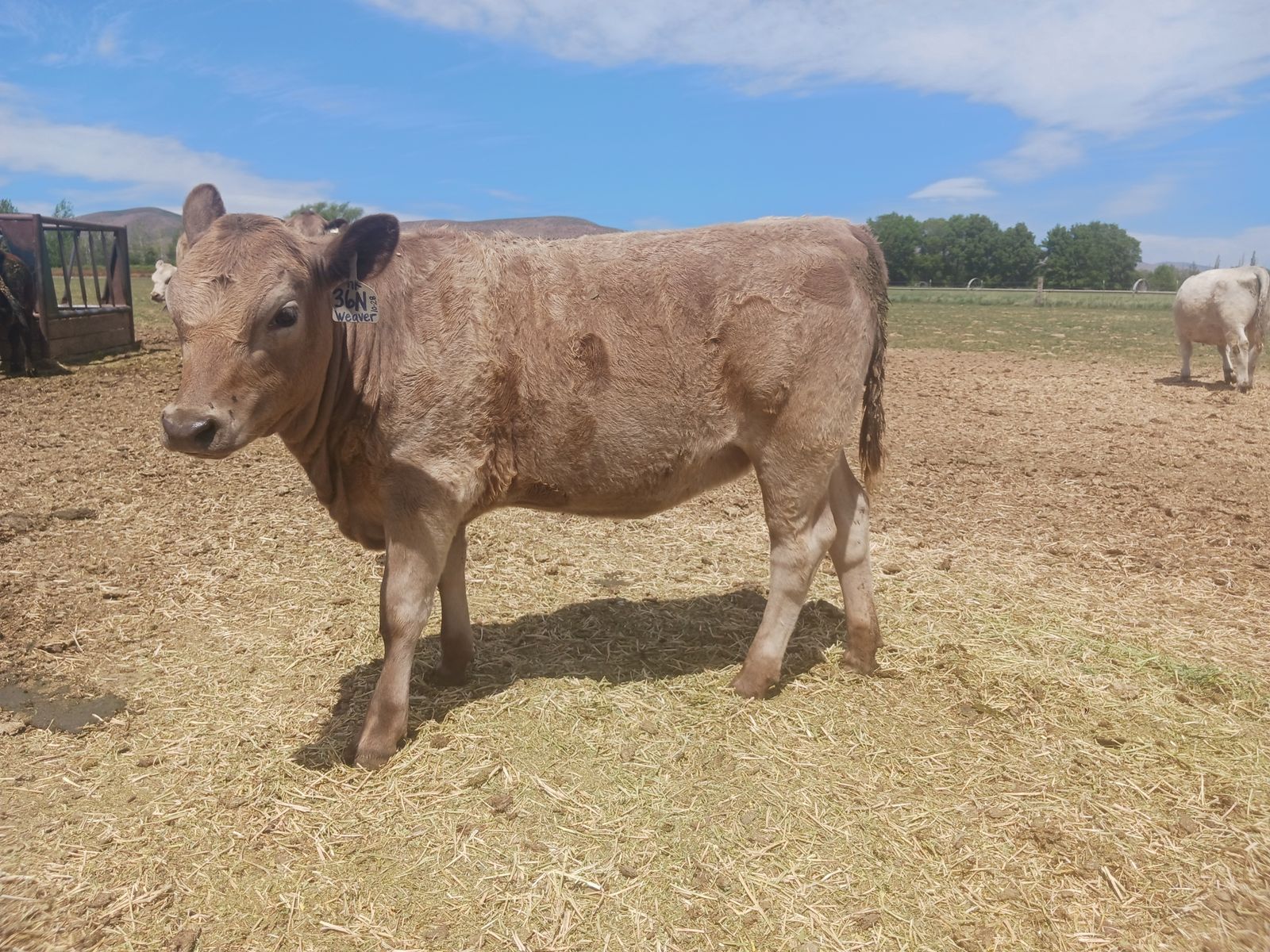 Murray Grey Heifers