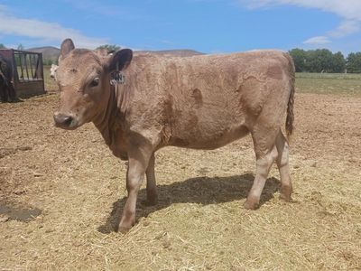 Murray Grey Heifers