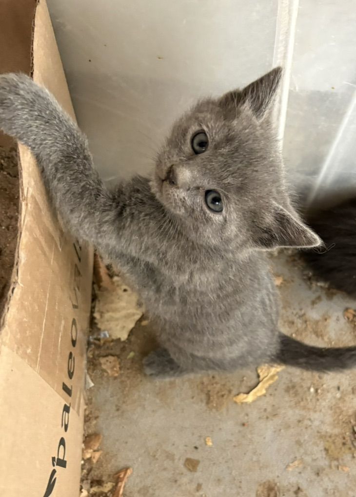 Kitten