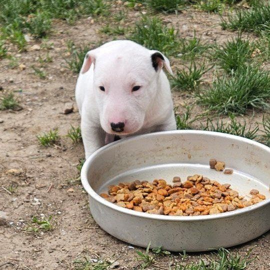 Purebred Bull Terrier Puppie Male  Available