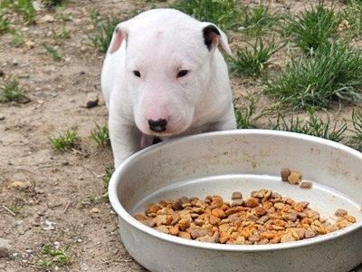 Purebred Bull Terrier Puppie Male Available