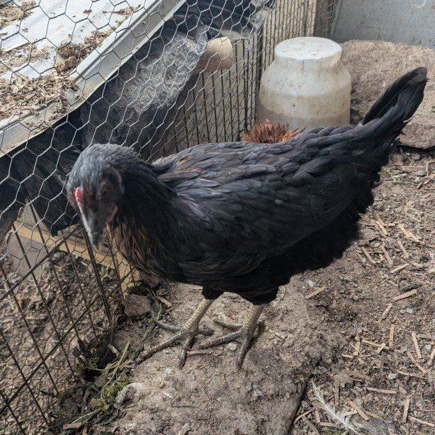 Young laying hens about to start laying