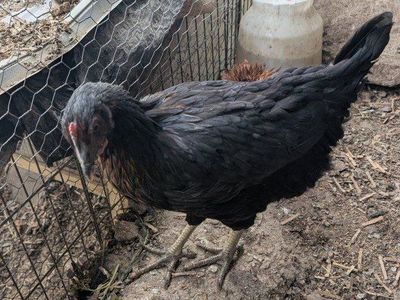 Young laying hens about to start laying