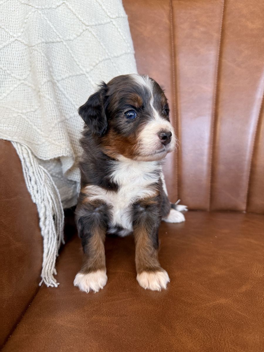 Mini Bernedoodles, multigen Bernedoodles, Bernedoodle