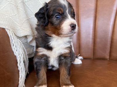 Mini Bernedoodles, multigen Bernedoodles, Bernedoodle