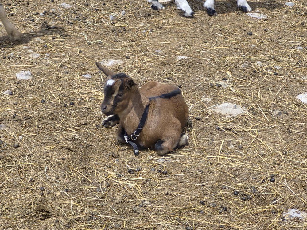 Billy Goats