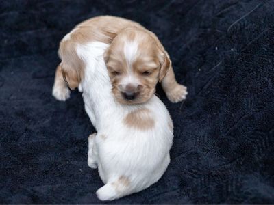 English Cocker