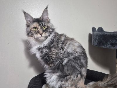 Future European Maine Coon Kittens