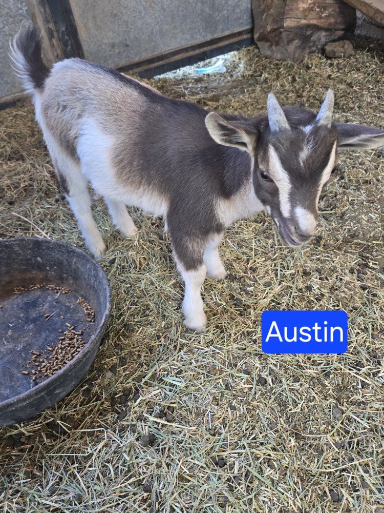 Nigerian dwarf buckling 