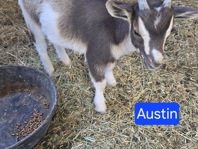 Nigerian dwarf buckling