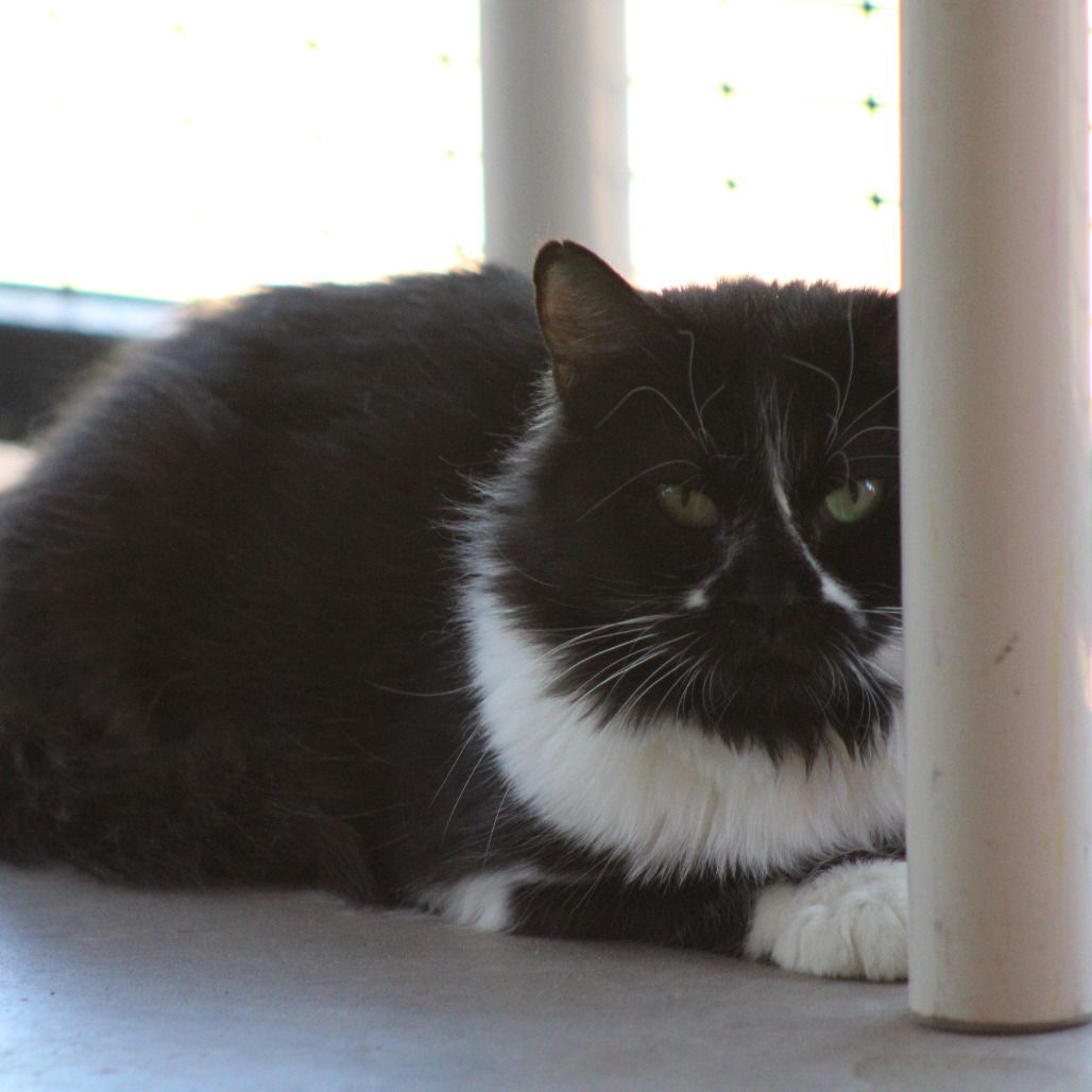 Hello my name is Gardenia