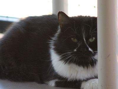 Hello my name is Gardenia