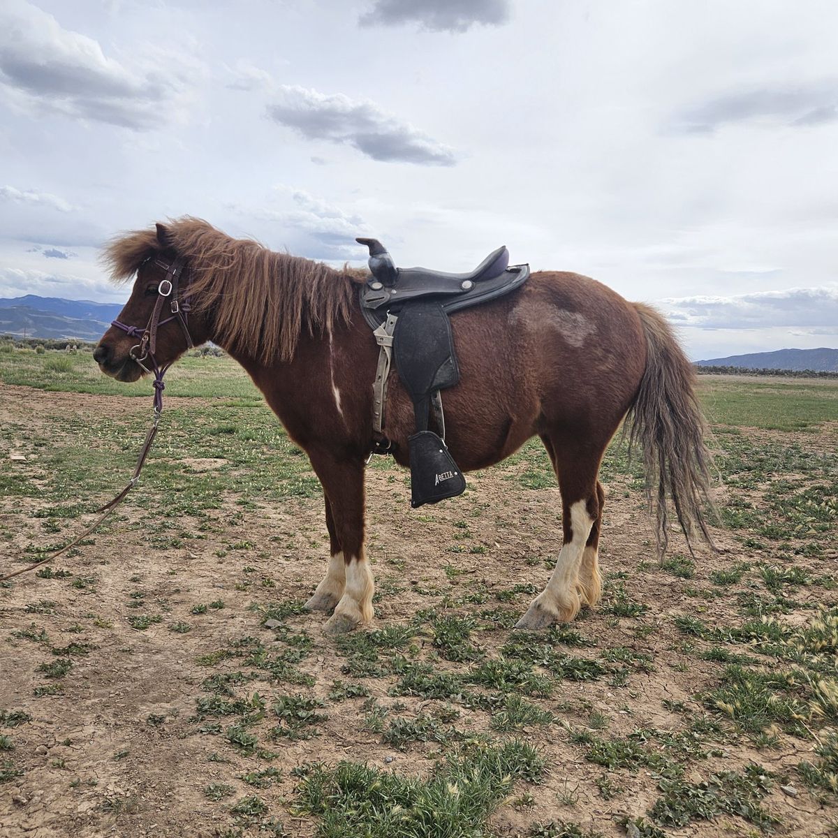Shetland Pony For Sale