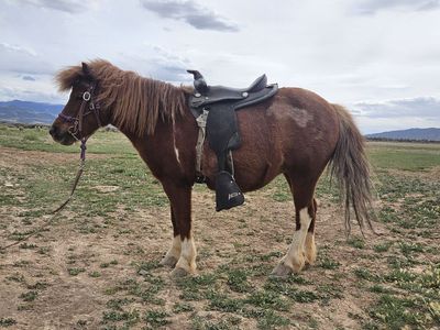 Shetland Pony For Sale