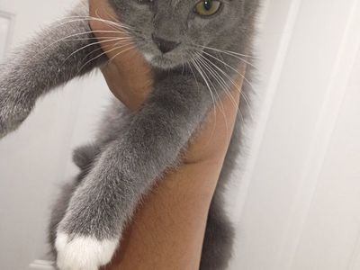 Cute Gray and White Kittens Available
