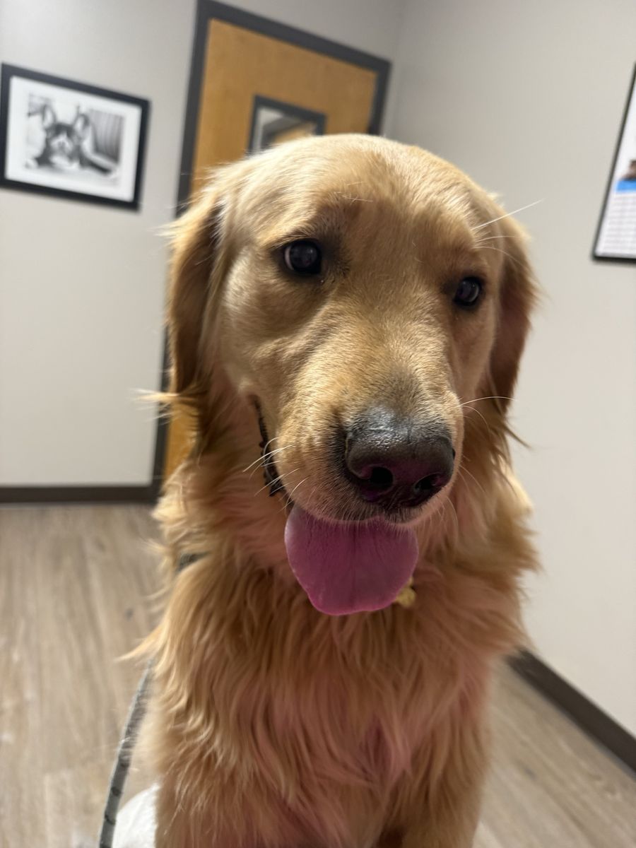 Pure Bred Golden Retriever