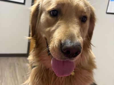 Pure Bred Golden Retriever