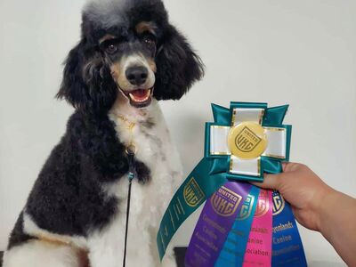 Adult AKC Standard Poodle Male